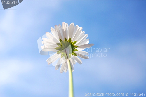 Image of daisy under blue sky