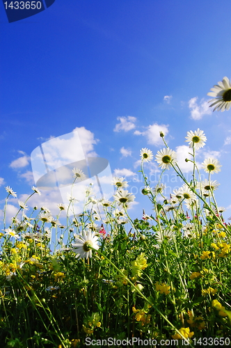 Image of daisy flowers in summer