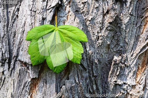 Image of leaf