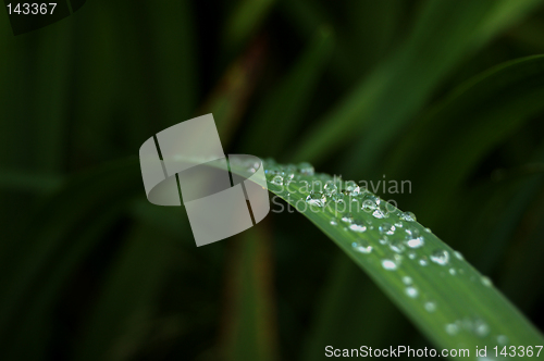 Image of Dew on Grass