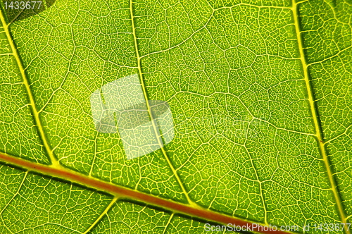 Image of structure and texture of green leaf