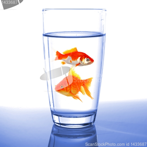 Image of goldfish in glass water