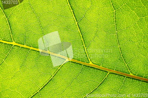 Image of structure and texture of green leaf