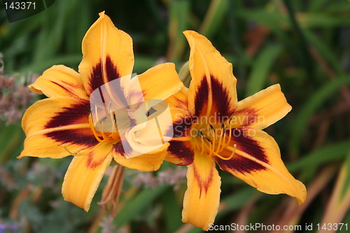 Image of Lilies