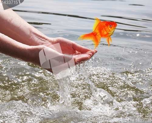 Image of goldfish
