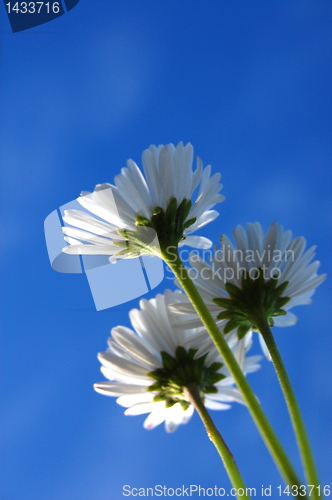 Image of daisy under blue sky