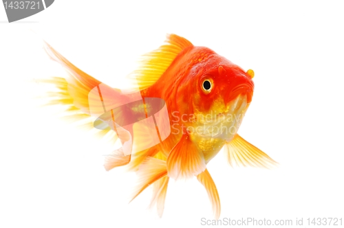 Image of goldfish