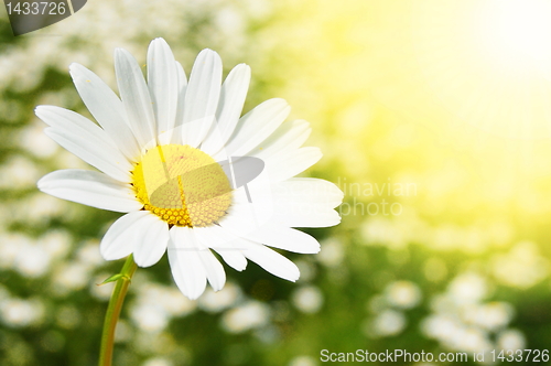 Image of daisy flower on a summer field