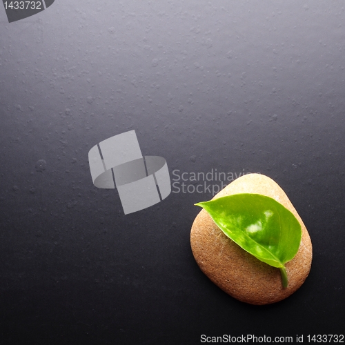 Image of zen still life