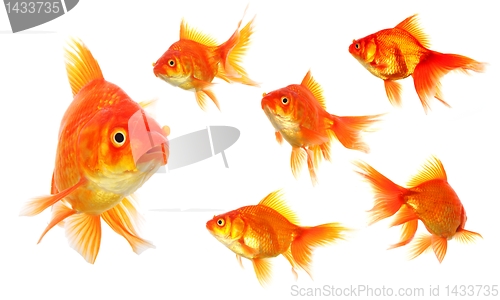 Image of goldfish