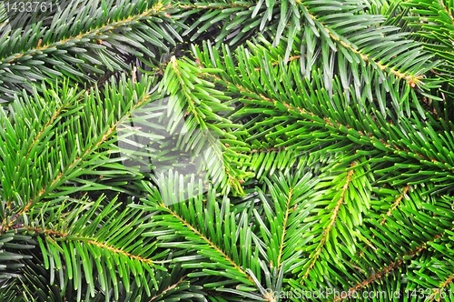 Image of green fir