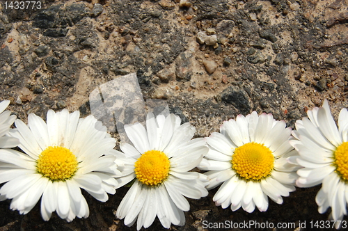 Image of daisy