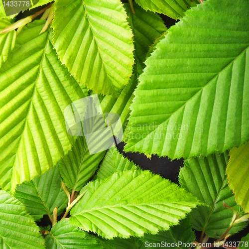 Image of leaf texture