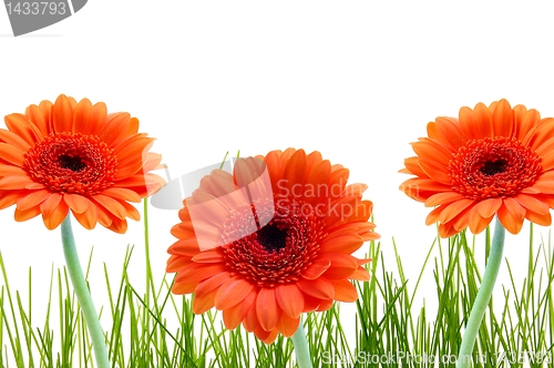 Image of grass flower and copyspace