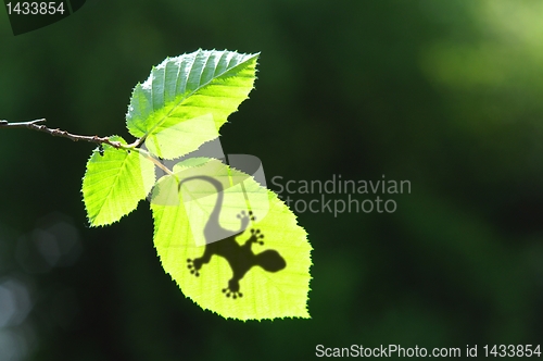 Image of tropical background