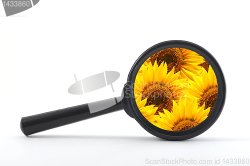 Image of magnifying glass and flower