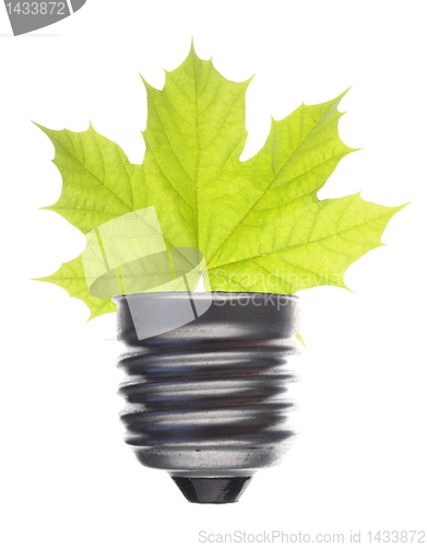 Image of bilb an leaf