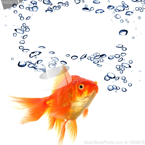 Image of goldfish and copyspace