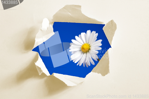 Image of flower behind hole in paper