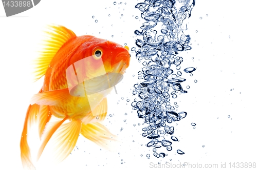 Image of goldfish