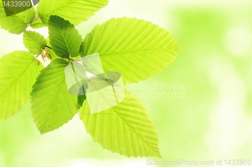 Image of nature