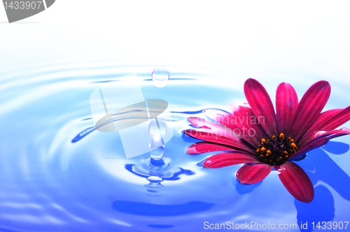 Image of flower in water