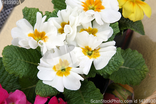 Image of Primrose