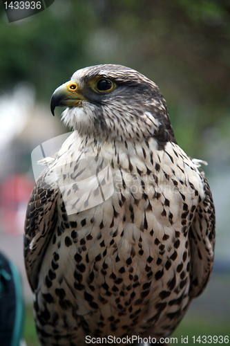 Image of Eagle hawk