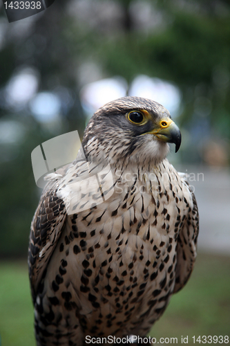 Image of Eagle hawk