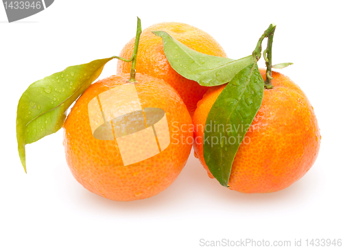 Image of Tangarines