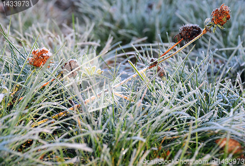 Image of Frozen Flowers