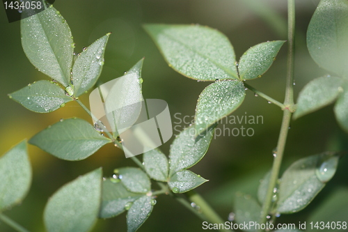 Image of A film of water on plants after heavy rain
