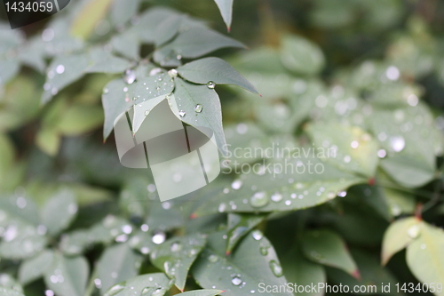 Image of Leaves soaked in rain 2