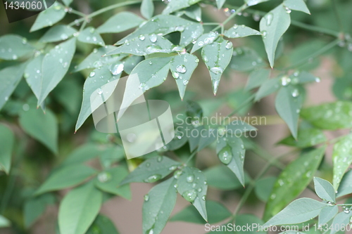 Image of Leaves soaked in rain