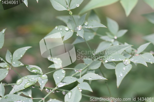 Image of Leaves soaked in rain 3