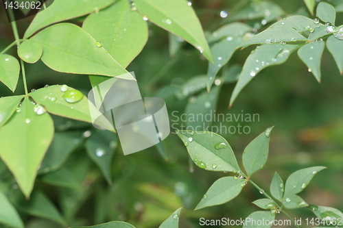 Image of Rain drops on leaves