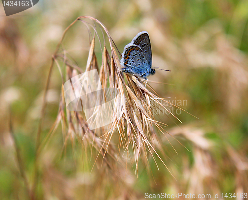 Image of butterfly