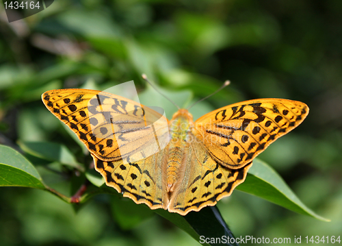 Image of butterfly (Silver-washed Fritillary)