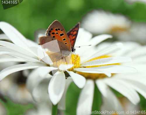 Image of butterfly on camomile