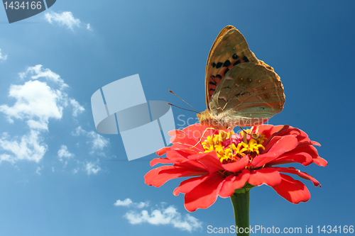 Image of butterfly on flower