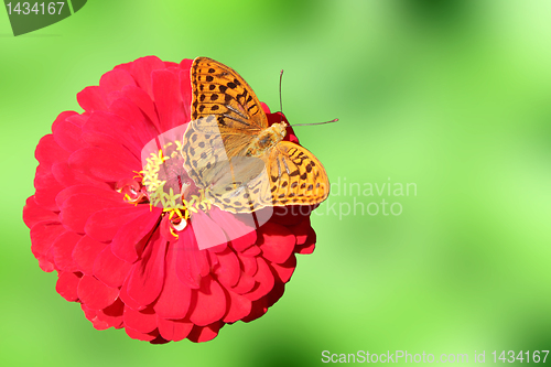 Image of butterfly on flower