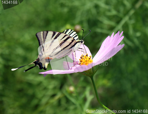 Image of butterfly on flower