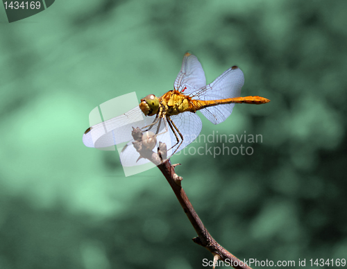 Image of drafonfly