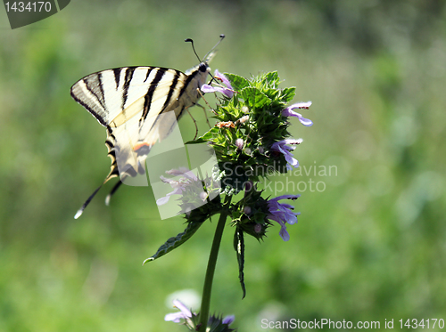 Image of butterfly