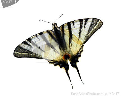 Image of butterfly (Scarce Swallowtail)