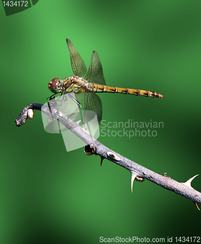 Image of dragonfly on a branch