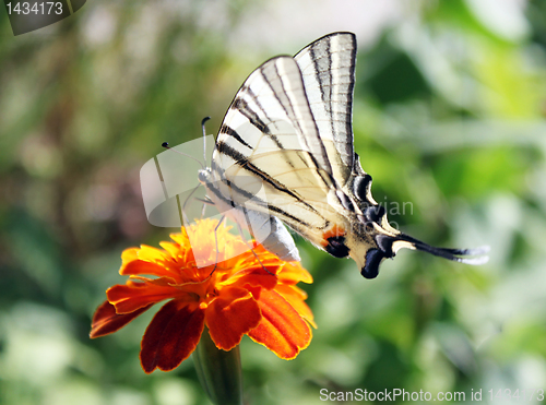 Image of butterfly on flower