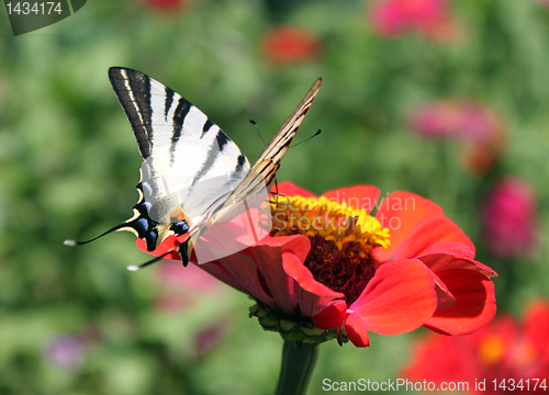 Image of butterfly on flower