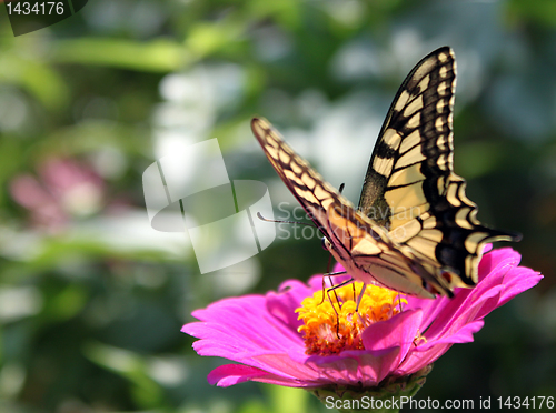 Image of butterfly (Papilio Machaon)