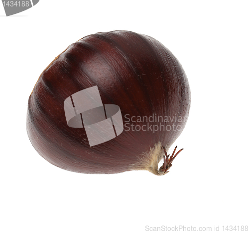 Image of Chestnut